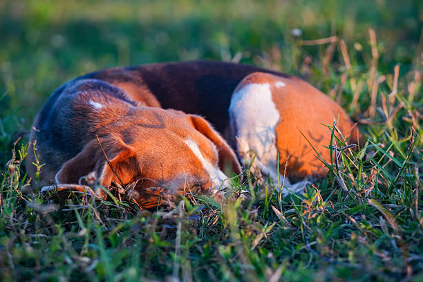Beagle Dog Peacefully Sleeping on Grass During Golden Hour;