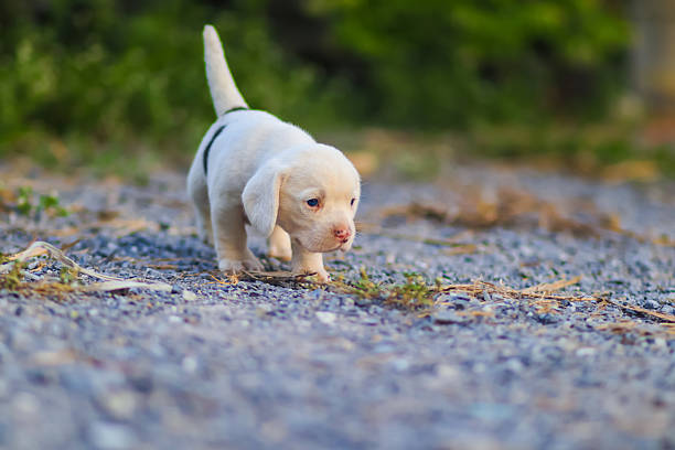Adorable White Beagle Puppy Exploring Outdoors on a Rocky Ground Path