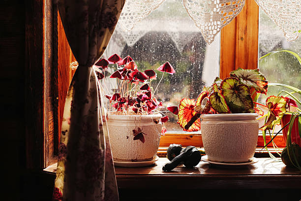A tranquil view featuring two white geranium (Pelargonium) plants in pots, positioned on a windowsill. Sunlight illuminates the plants while the blurred greenery outside adds a serene backdrop.
