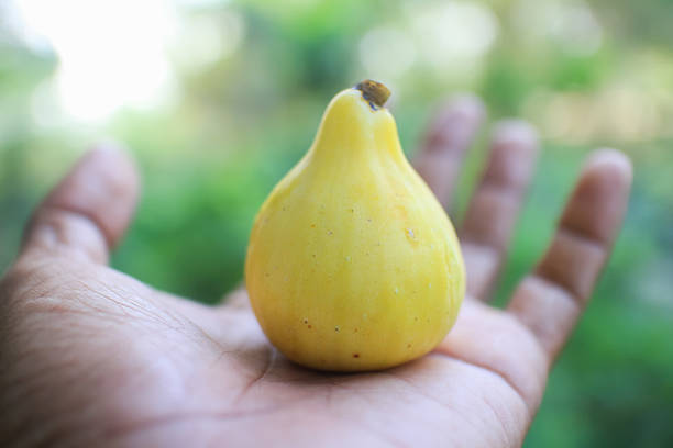 Hand Holding a Fresh Yellow Fig in a Lush Green Background