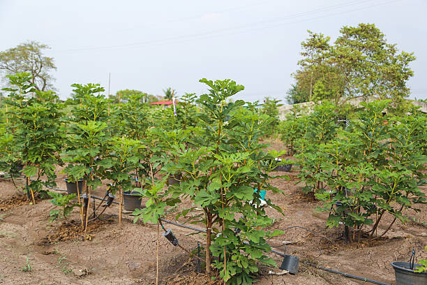 Organized Fig Tree Plantation With Drip Irrigation in a Rural Farmland