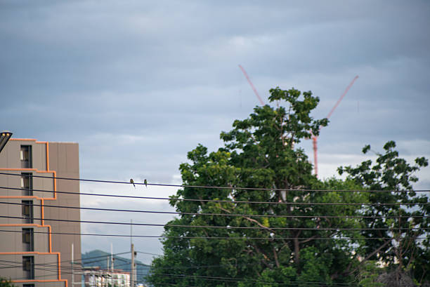 A serene urban landscape featuring two birds perched on power lines against a backdrop of green trees and a cloudy sky, capturing nature within the city.