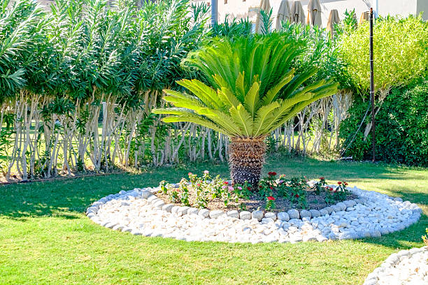istock Palm tree is in the middle of a rock garden 2238682282