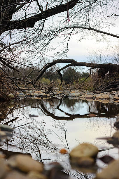 istock Reflection of dried tree branches in a small forest pond 2238685371