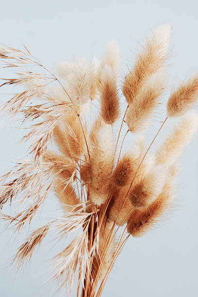 istock Dry fluffy flowers bouquet on light blue  background . 2238685798