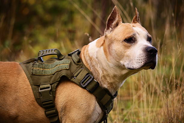 istock A brown and white dog is pictured wearing a harness, ready for an adventure 2238688272