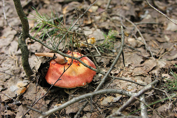 istock Red white mushroom is edible in the forest 2238688343