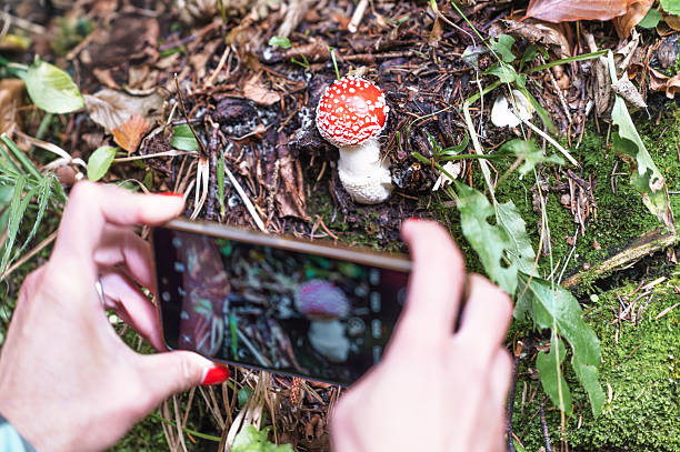 istock Photographing a poisonous mushroom 2238688423