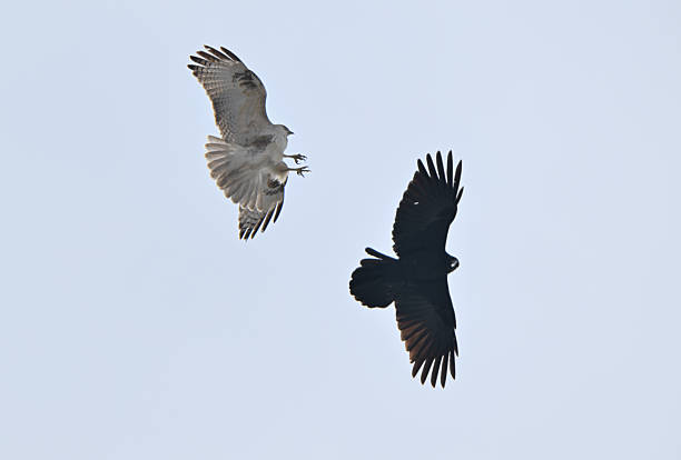 istock A eastern buzzard attacks a crow in the winter sky of Hokkaido. 2238689959