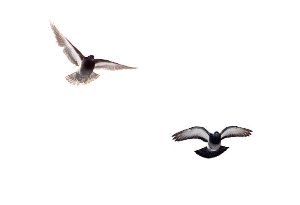 Low angle view of flying pigeons against cloudy sky, Berlin Schöneberg