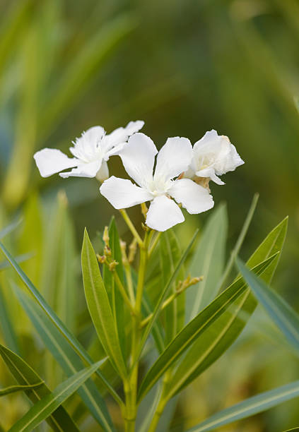 A beautiful white flower with green leaves is in the center of the leaves. The flower is surrounded by lush green foliage, creating a serene and picturesque scene. The flower's delicate petals
