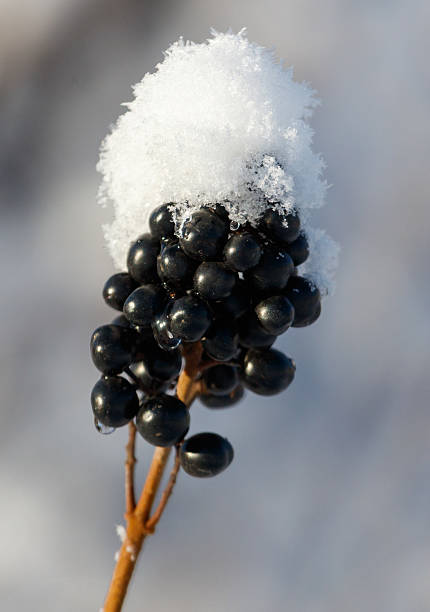 istock A cluster of black berries covered in snow 2238691656
