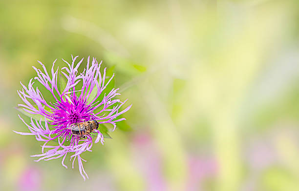 Purple meadow flower and blurred green background