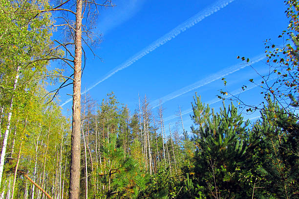A forest with a blue sky and contrails from airplane flights