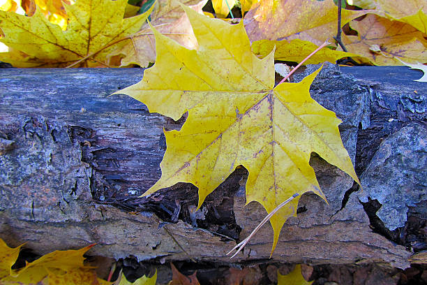 Vibrant Yellow Maple Leaf on Weathered Log