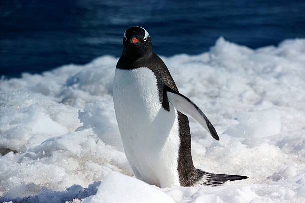 istock Gentoo penguin on snowy terrain 2238693707