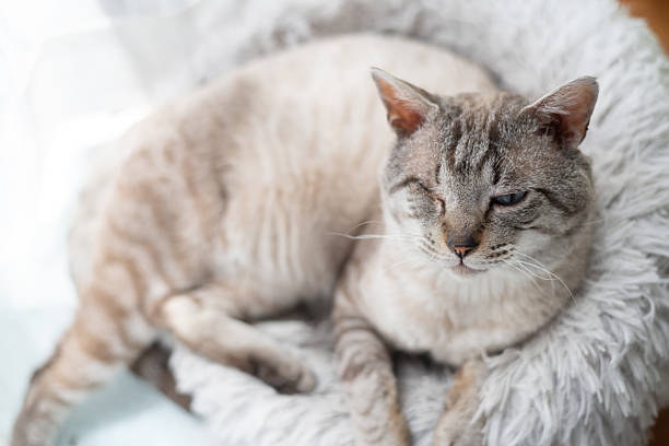 istock Cute cat relaxing on a cushion 2238694237