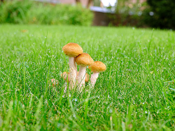 Close up of wild mushrooms on green grass