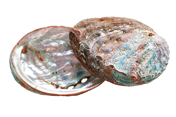 istock Shiny Shell of abalone with natural texture, closeup seashell isolated on white background, pearlescent iridescent surface of colored clamshell Haliotis mollusks, top view, sea and oceanic nature 2238695219