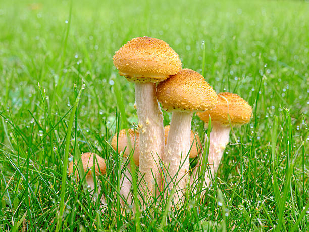 Fresh mushrooms are soaking in water, ready for cooking and cleaning.