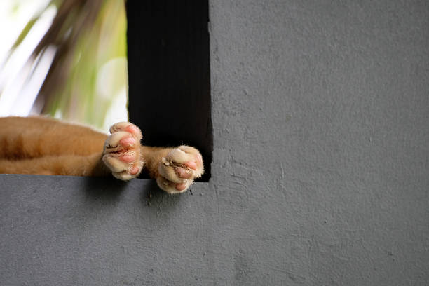 Close-up of orange cat paw