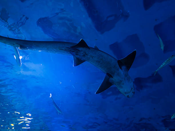 Large shark in a marine aquarium