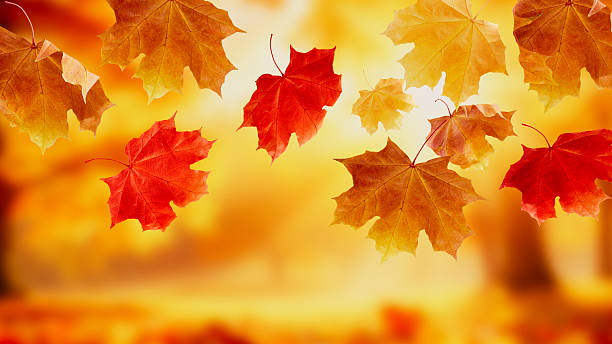 Falling Autumn Leaves Background stock photo