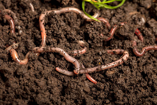 istock Earthworms in the soil 2238700987