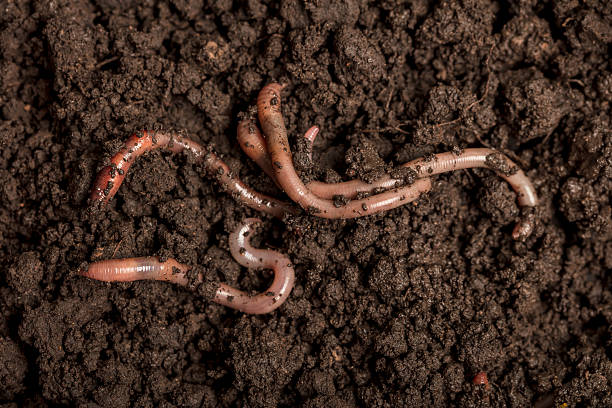 istock Earthworms in the soil 2238701206