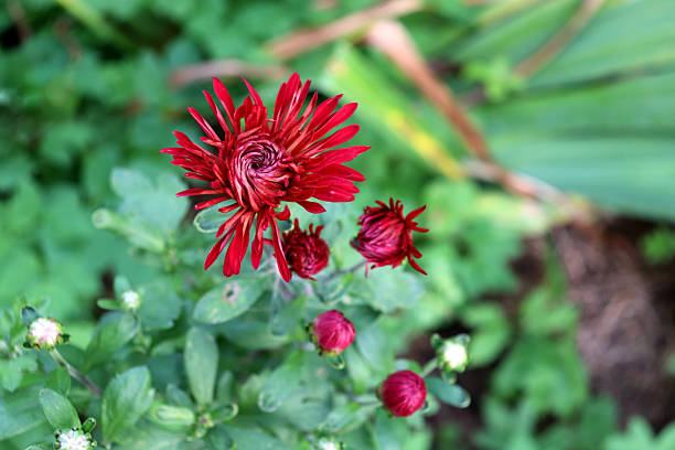 Red chrysanthemum with buds in a flowerbed on an autumn day in the garden - horizontal color photo, close-up, top view