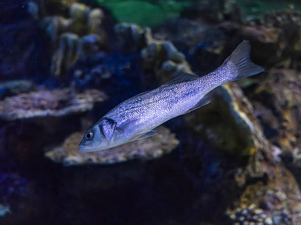 istock Beautiful tropical fish swimming in aquarium 2238704096