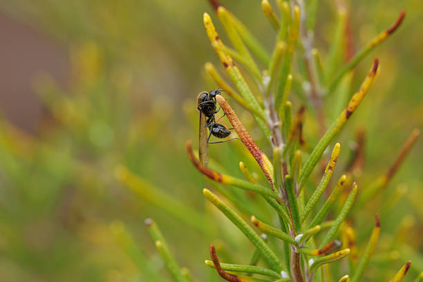 Flying ant on a rosemary plant, Alcoy, Spain