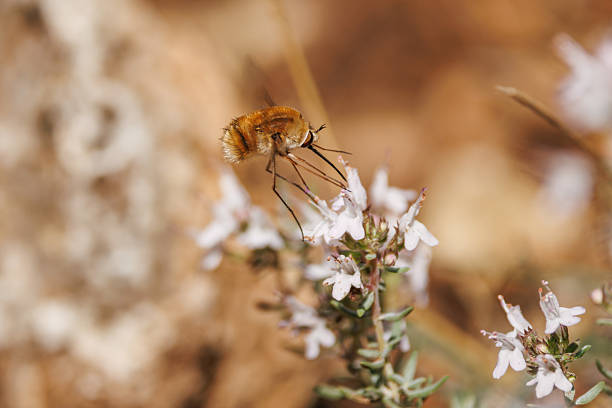 Bombylius major fly with its long legs feeding on thyme flowers, Alcoy, Spain