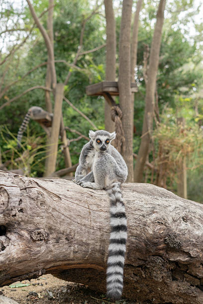 Eastern lesser bamboo lemur in Vakona Forest- Lemur Island and Nile Crocodile Sanctuary in  Andasibe Madagascar. It is small lemur, endemic to Madagascar, also known as  the gray bamboo lemur, the gray gentle lemur and the Mahajanga lemur. Feeds mainly on bamboo.