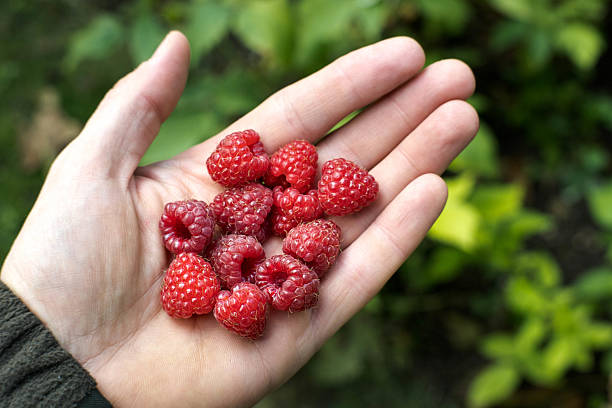 istock Raspberries, a red delicacy from the garden. 2238708122