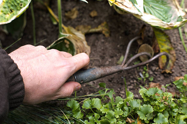istock Gardening with a fork, male hands. 2238708307
