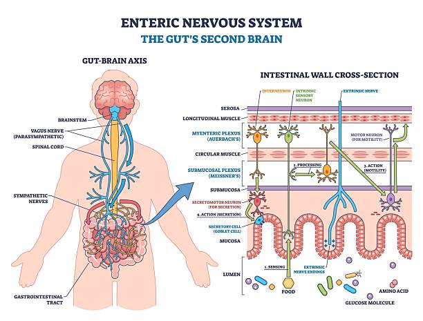 Enteric nervous system overview shows gut-brain axis with myenteric plexus, ... Enteric nervous system overview shows gut-brain axis with myenteric plexus, submucosal plexus, and neurons regulating motility and secretion. Outline diagram stomach-blockage stock illustrations