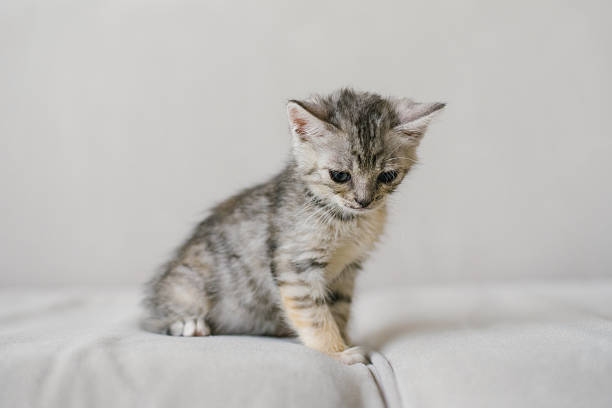 istock Adorable Kitten Sitting On Couch 2238713891