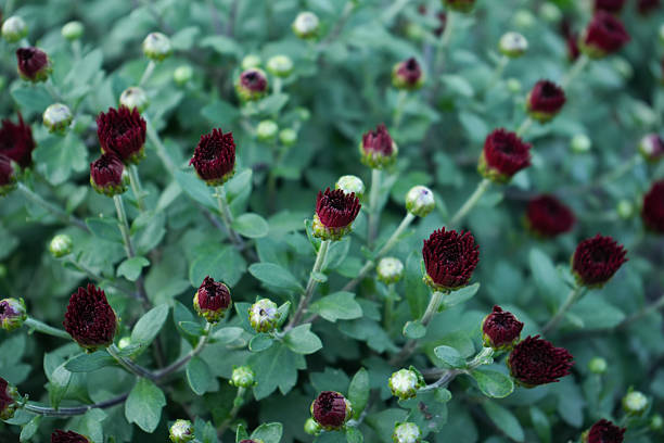 Close-up view of dark red chrysanthemum buds among green leaves. Unopened flowers create a natural floral background, perfect for themes of autumn, gardening, nature, or decoration.