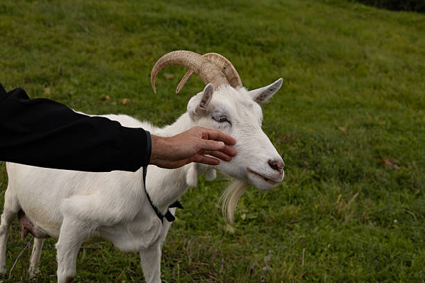 White goat on the farm close up. Animal's head with large yellow eyes, ears, horns. Cute goat portrait. Grazing cattle. Pasture on a summer sunny day
