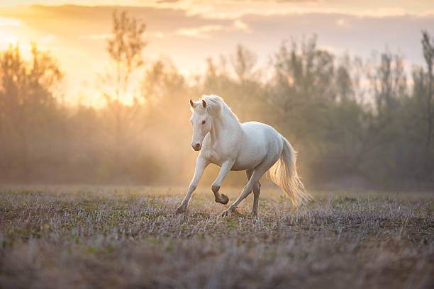 istock White horse run free in sunlight fog 2238717009