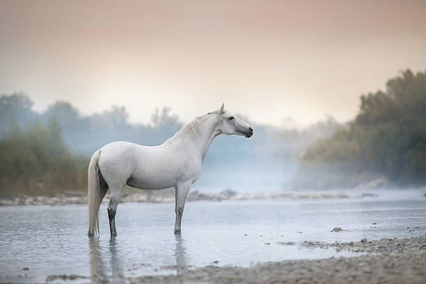 Horse standing in mountain river in morning fog