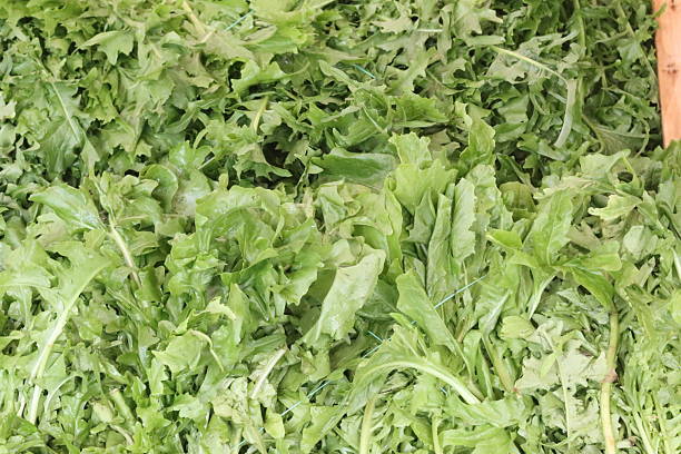 Fresh arugula leaves piled high, ready for market sale