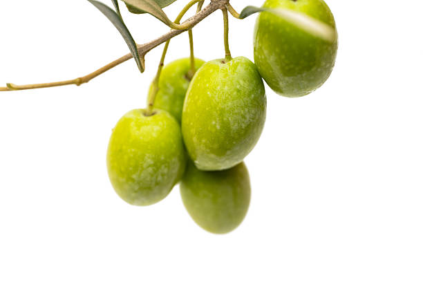 A branch with olives isolated on a white background