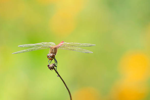 Background material with beautiful flowers and insects as the theme