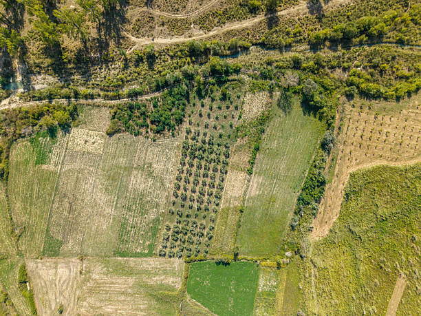 Drone shot showing diverse farmland with patches of crops and tree rows. Overhead landscape of cultivated fields and greenery. Agricultural land with mixed vegetation patterns.