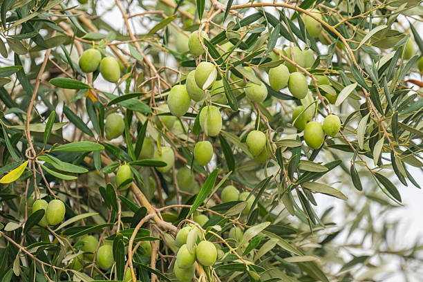 istock olive trees with green olives 2238722631