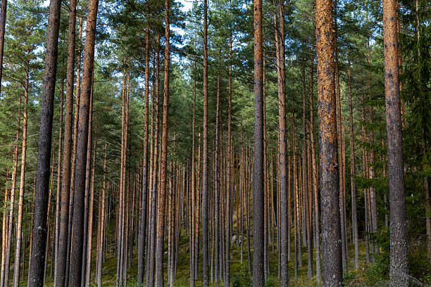 Tallberg, Sweden A view of a lush and thick natural pine forest and underbrush.