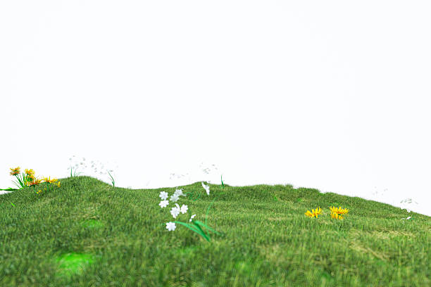 Artificial grass border isolated on white.  Add your own message or brand