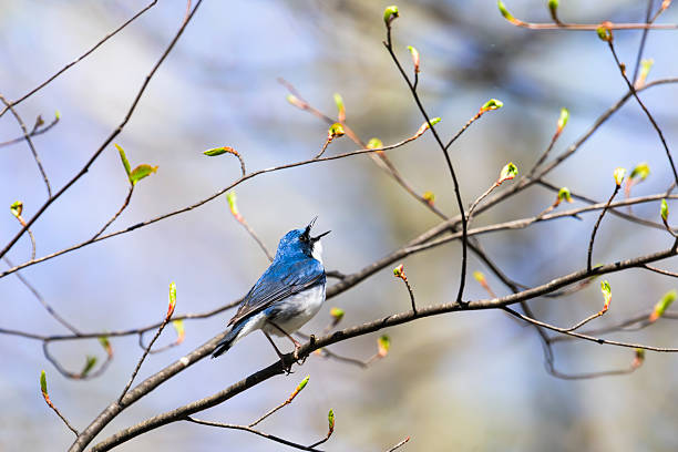 istock Singing Siberian blue robin male 2238728901